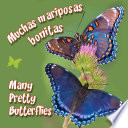 Muchas mariposas bonitas = Many pretty butterflies.