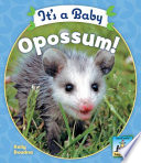 It's a baby opossum! /