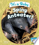 It's a baby spiny anteater! /